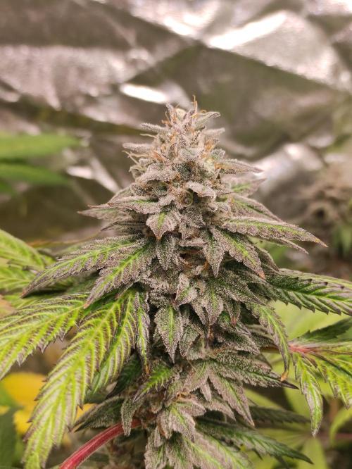 Red tropicana cookies. Week 11