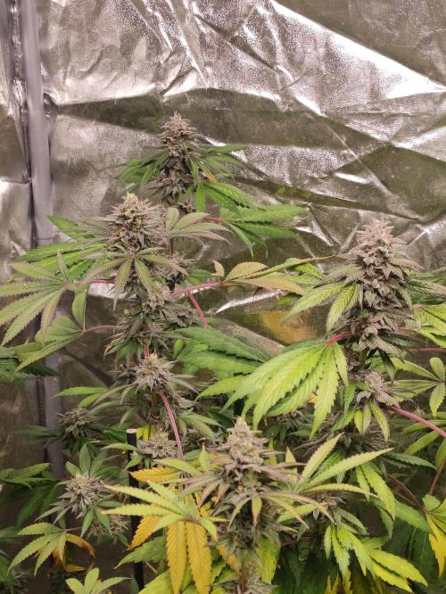 Red tropicana cookies. Week 11