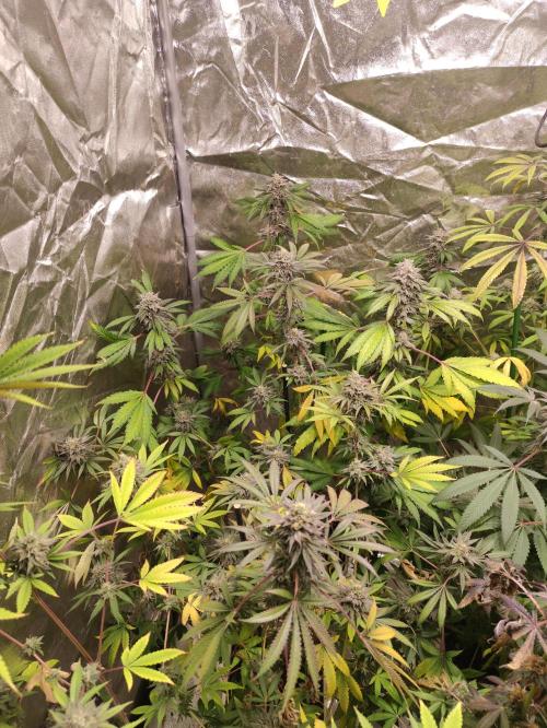 Red tropicana cookies. Week 11