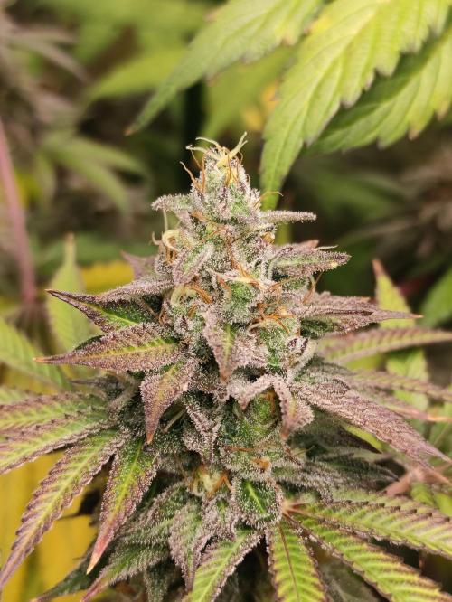 Red tropicana cookies. Week 11