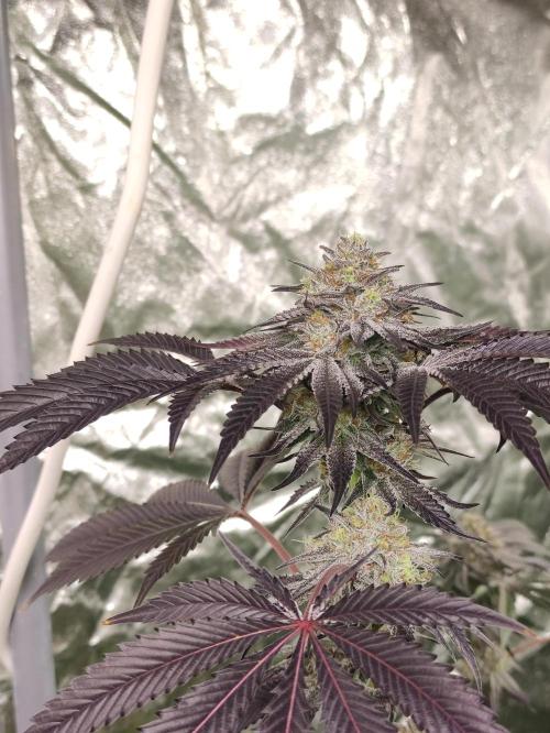 Frozen Biscotti. Week 11