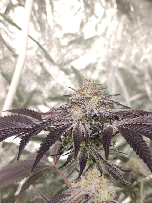 Frozen Biscotti. Week 11