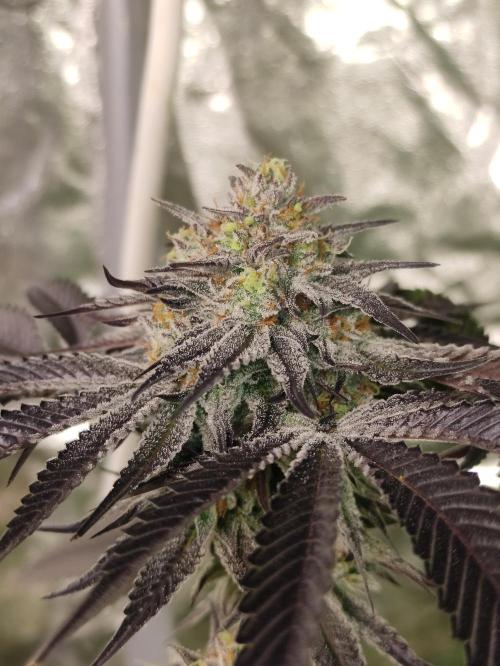 Frozen Biscotti. Week 11