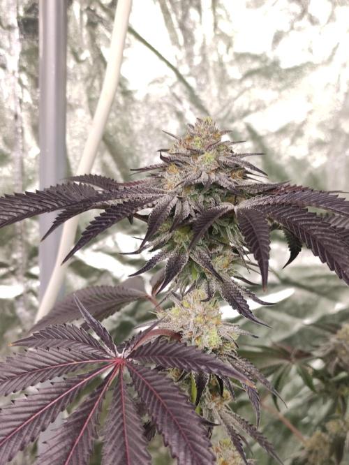 Frozen Biscotti. Week 11