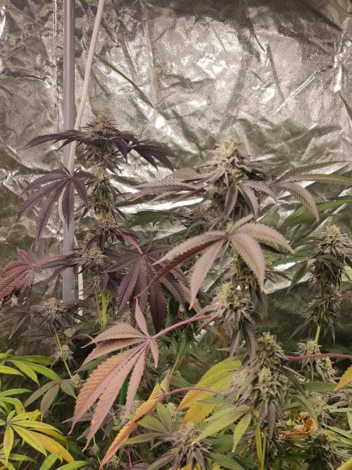 Frozen Biscotti. Week 11