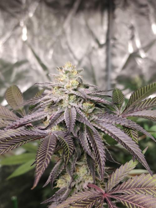 Frozen Biscotti. Week 11