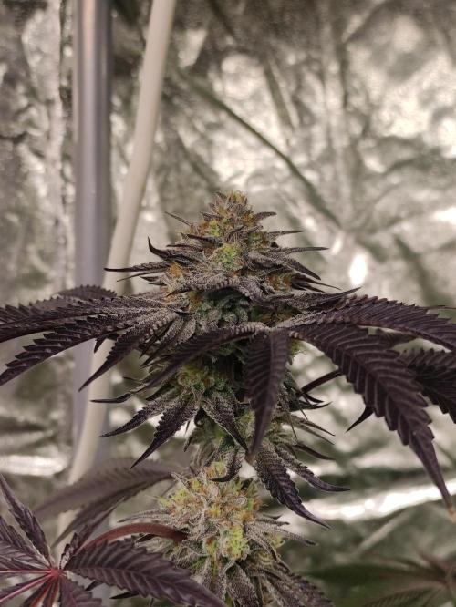 Frozen Biscotti. Week 11