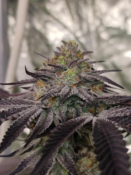 Frozen Biscotti. Week 11