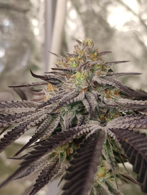 Frozen Biscotti. Week 11