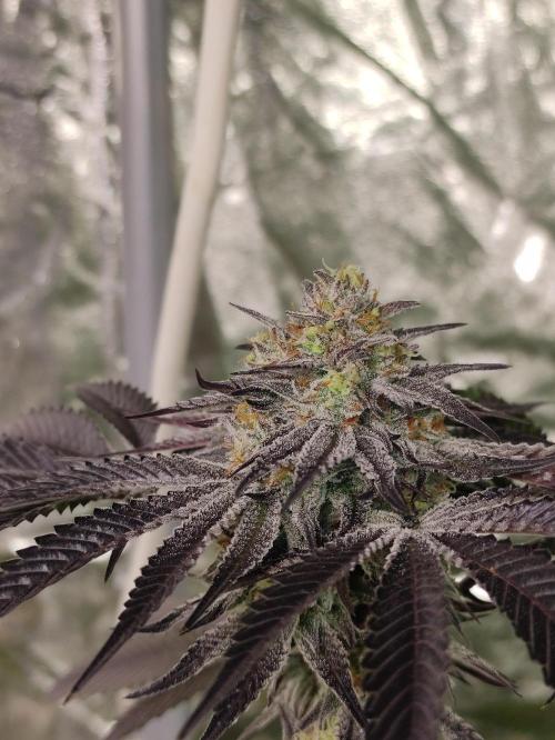 Frozen Biscotti. Week 11