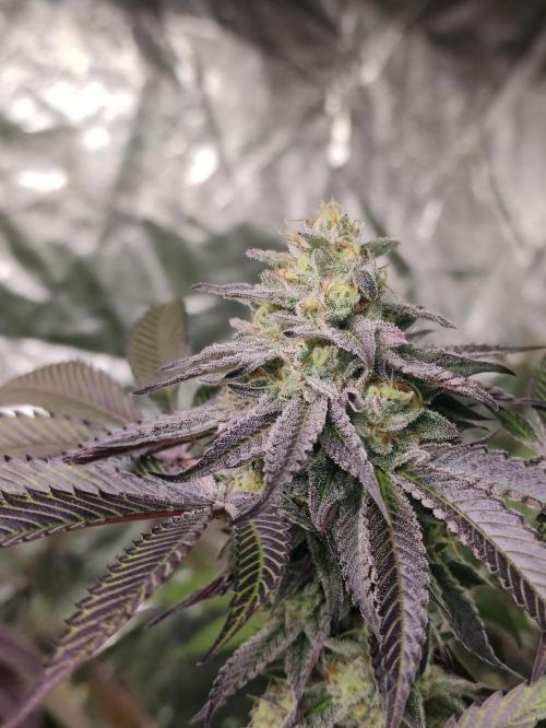 Frozen Biscotti. Week 11