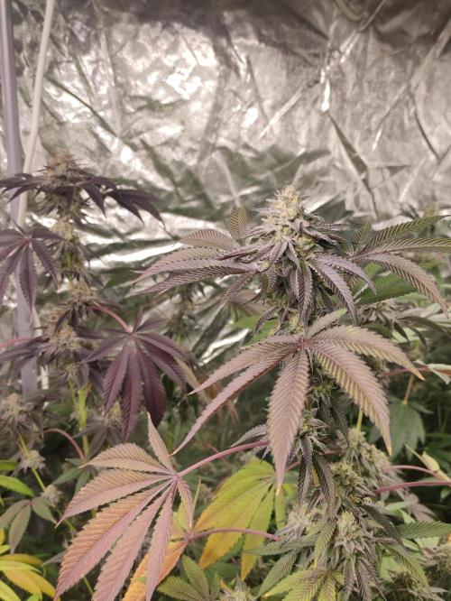 Frozen Biscotti. Week 11