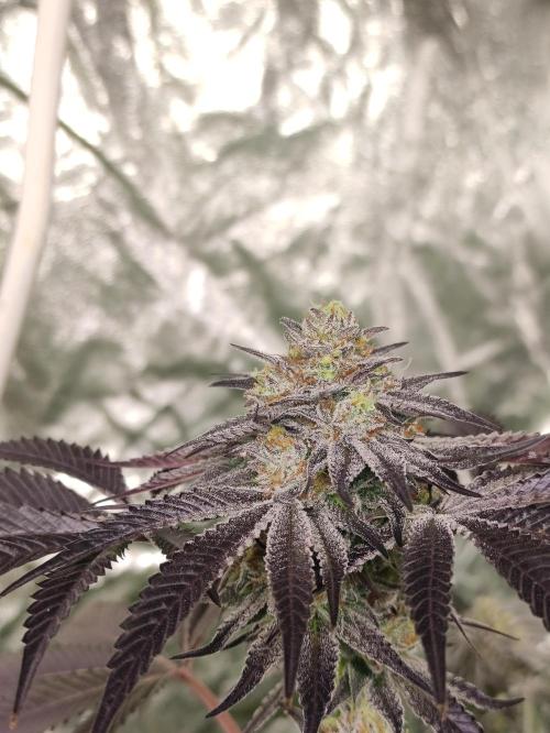 Frozen Biscotti. Week 11