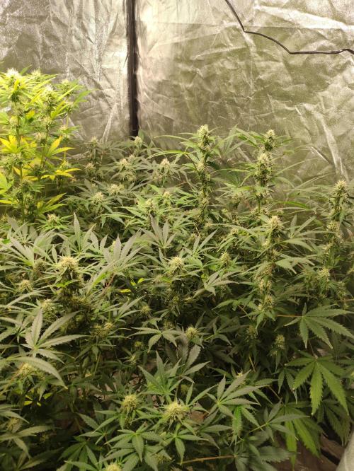 Pineapple Pulse. Week 7