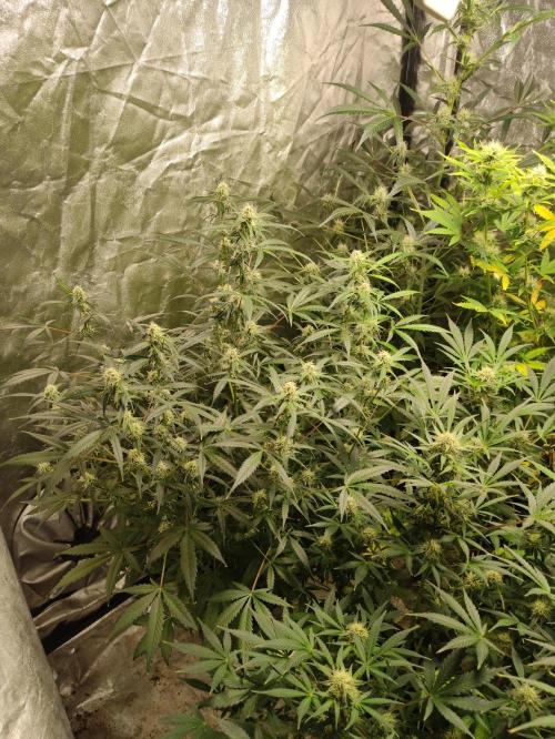 Pineapple Pulse. Week 7