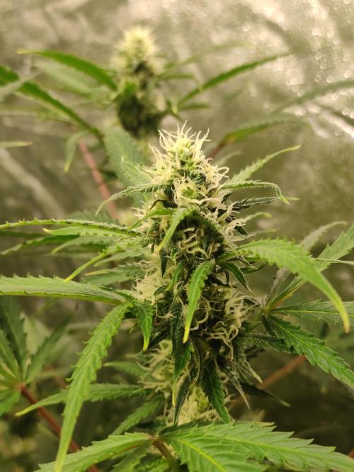 Pineapple Pulse. Week 7