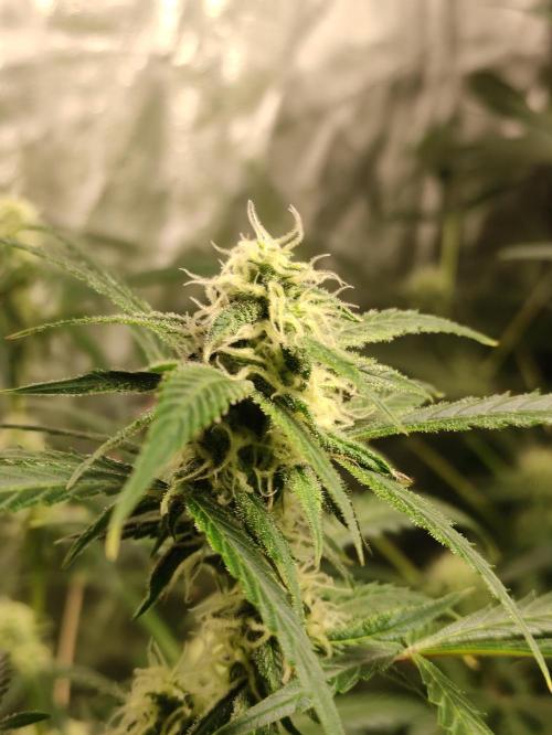 Pineapple Pulse. Week 7