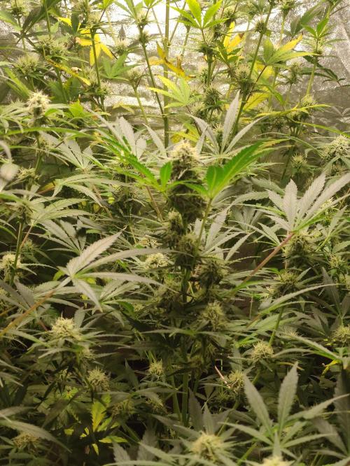 Pineapple Pulse. Week 7