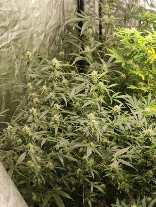 Pineapple Pulse. Week 7