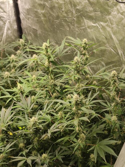 Pineapple Pulse. Week 7