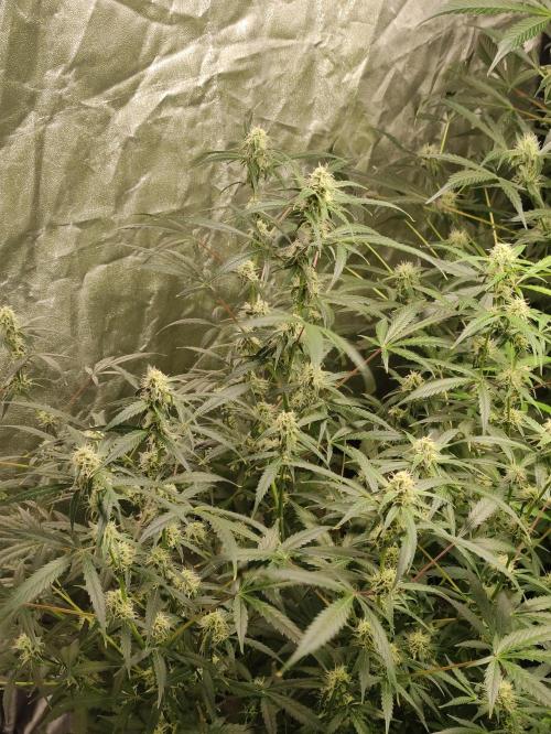 Pineapple Pulse. Week 7