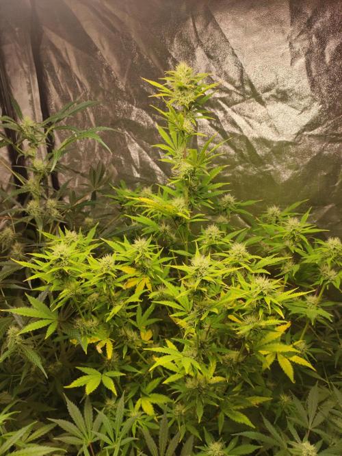 Fumepop Auto. Week 7