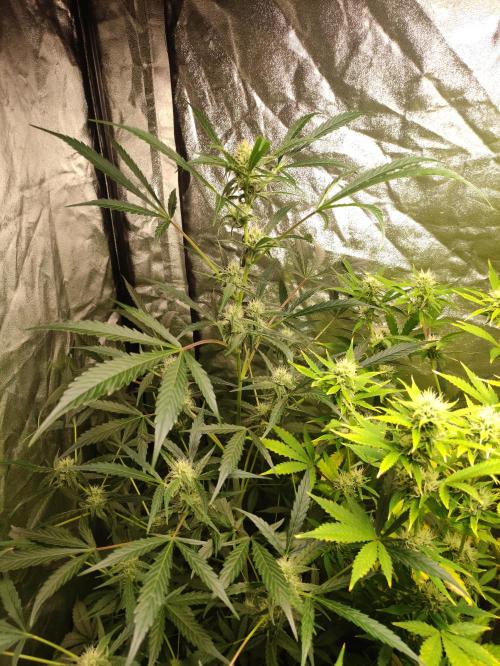 Fumepop Auto. Week 7