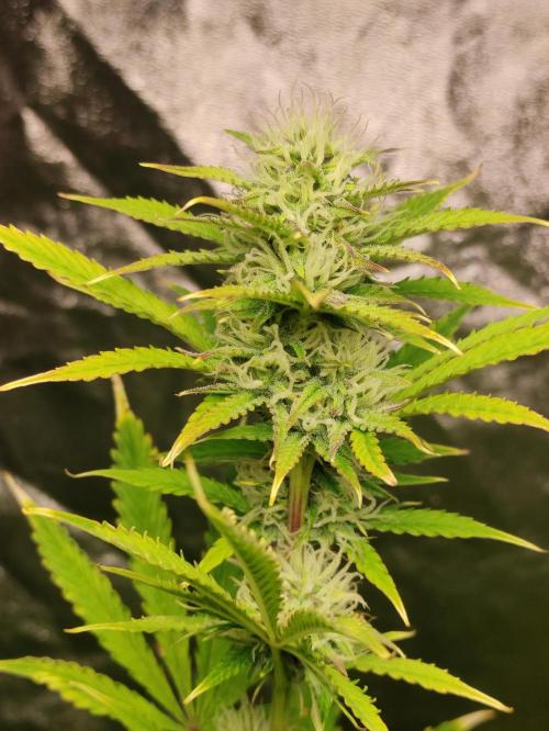 Fumepop Auto. Week 7