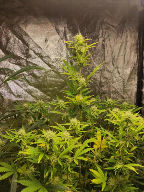 Fumepop Auto. Week 7