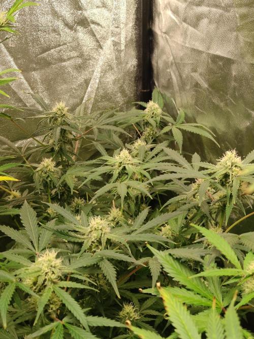 Fumepop Auto. Week 7