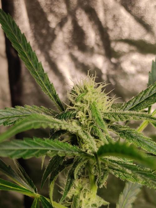 Fumepop Auto. Week 7