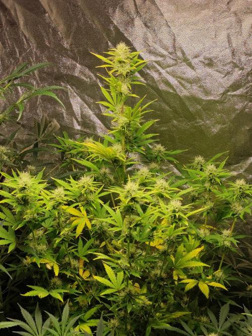 Fumepop Auto. Week 7