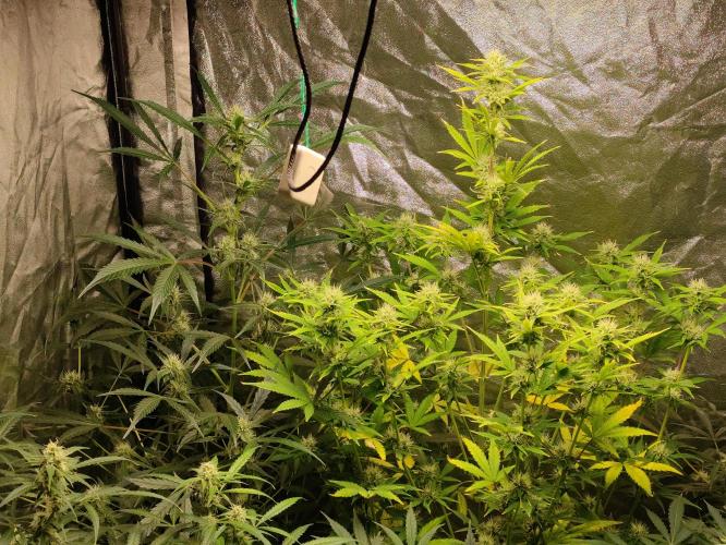 Fumepop Auto. Week 7