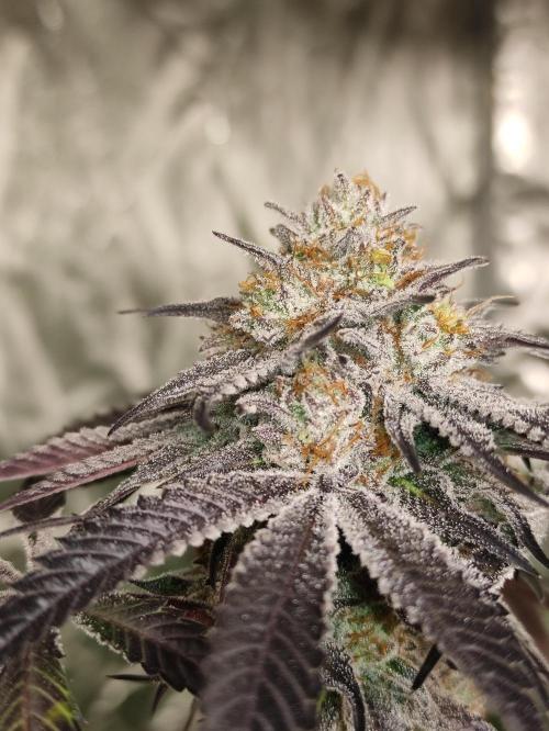 Frozen Biscotti. Week 12