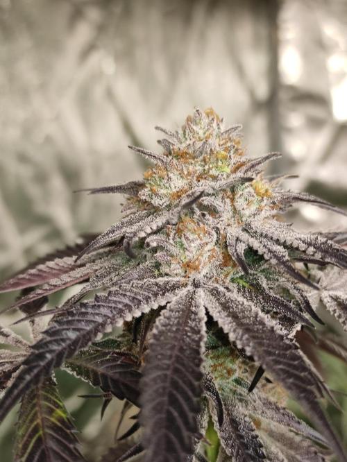 Frozen Biscotti. Week 12