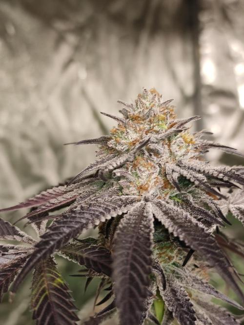 Frozen Biscotti. Week 12