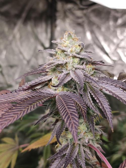 Frozen Biscotti. Week 12