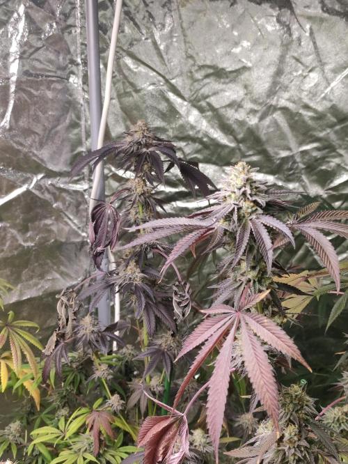 Frozen Biscotti. Week 12