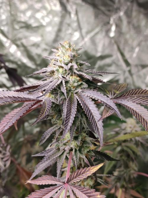 Frozen Biscotti. Week 12