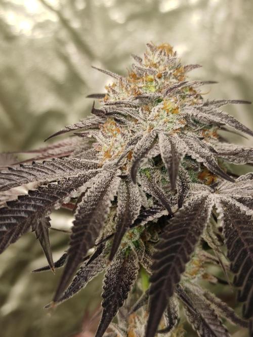 Frozen Biscotti. Week 12