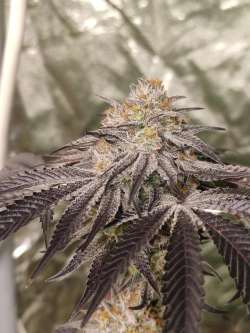 Frozen Biscotti. Week 12