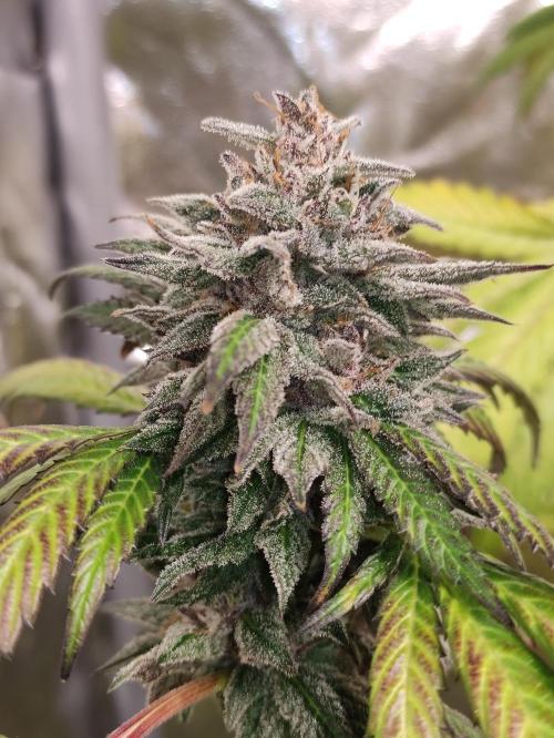 Red tropicana cookies. Week 12