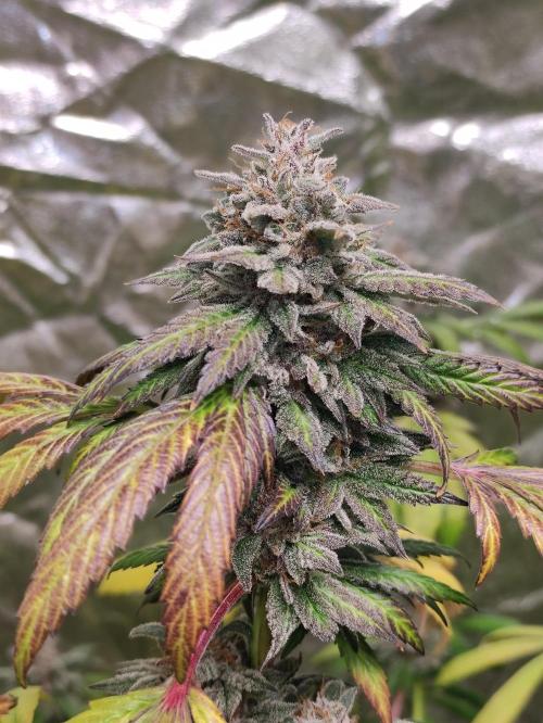 Red tropicana cookies. Week 12