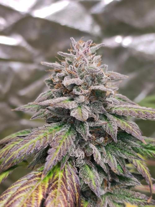 Red tropicana cookies. Week 12