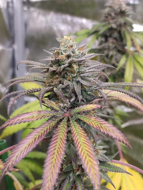 Red tropicana cookies. Week 12