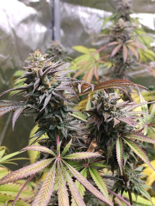 Red tropicana cookies. Week 12