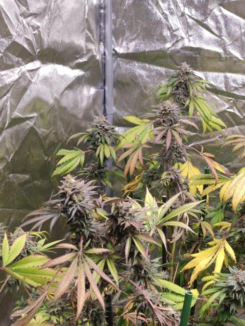 Red tropicana cookies. Week 12