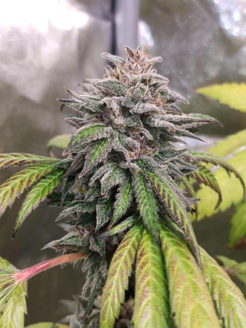 Red tropicana cookies. Week 12