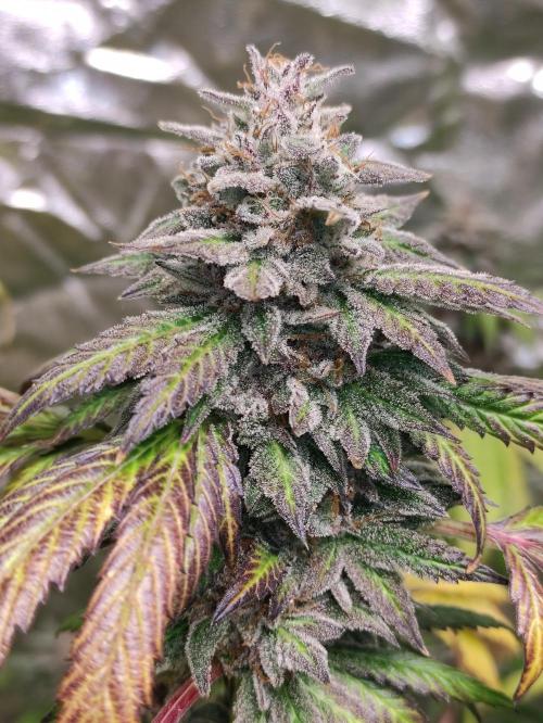 Red tropicana cookies. Week 12