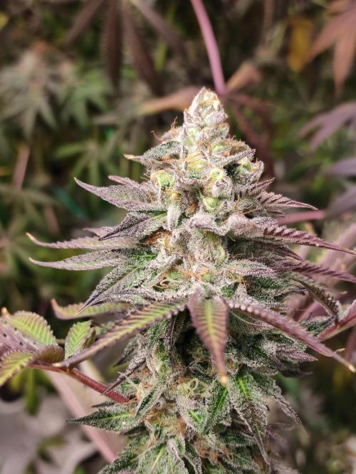 Red tropicana cookies. Week 12